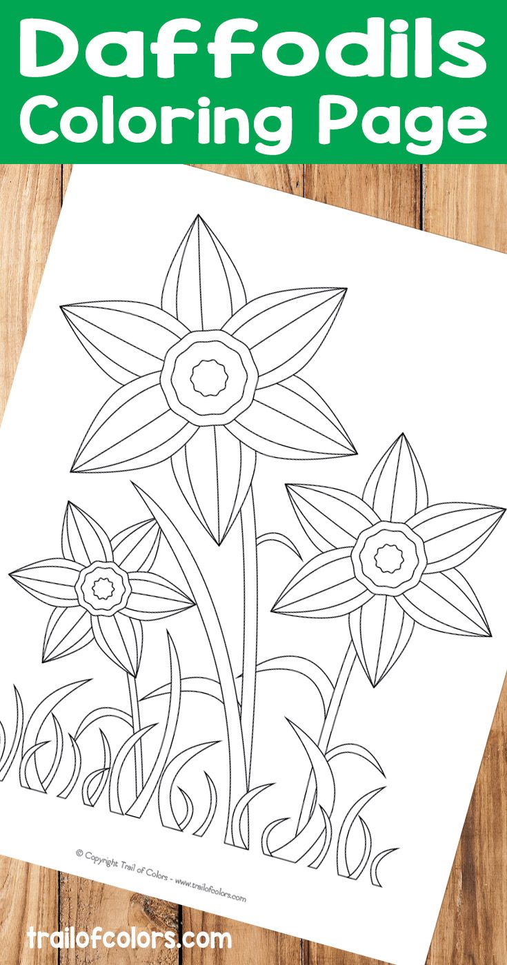 Daffodils coloring page for kids