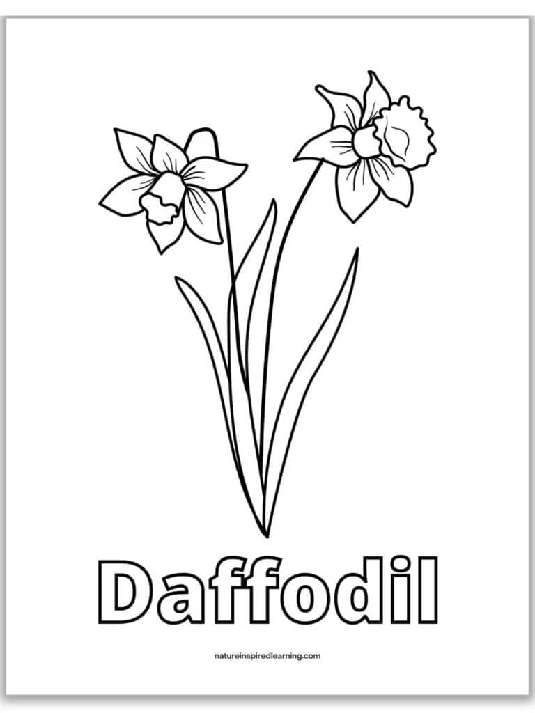 Realistic daffodil coloring pages