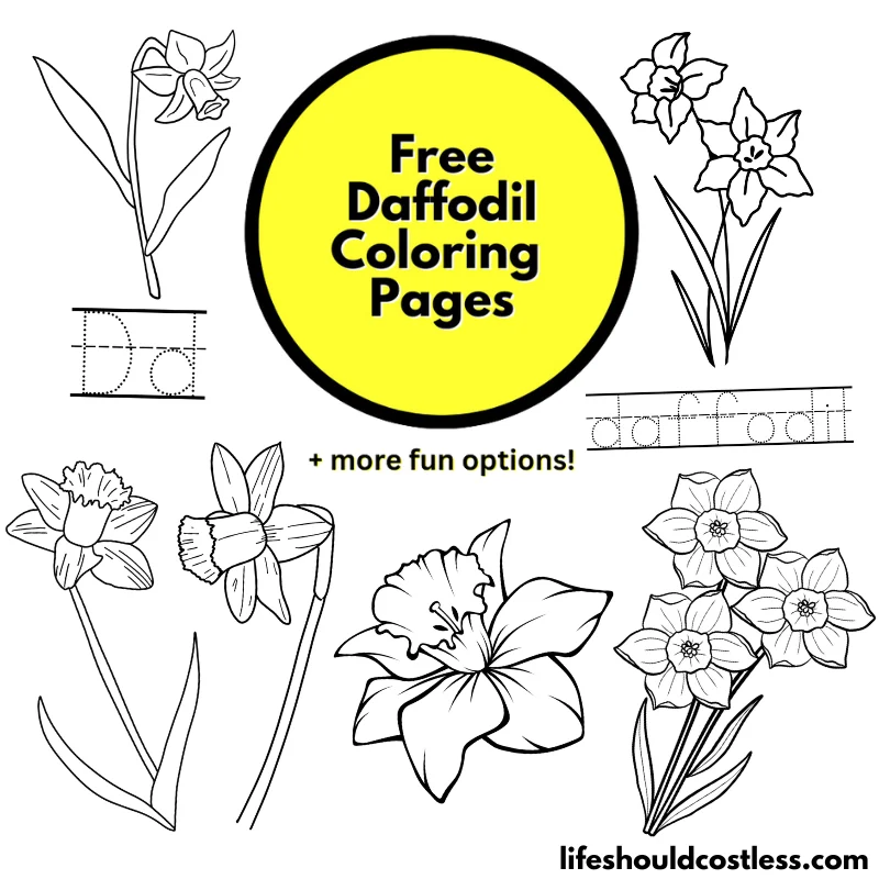 Daffodil coloring pages free printable pdf templates