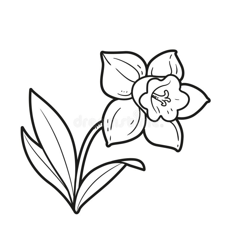 Daffodil cutout stock illustrations â daffodil cutout stock illustrations vectors clipart