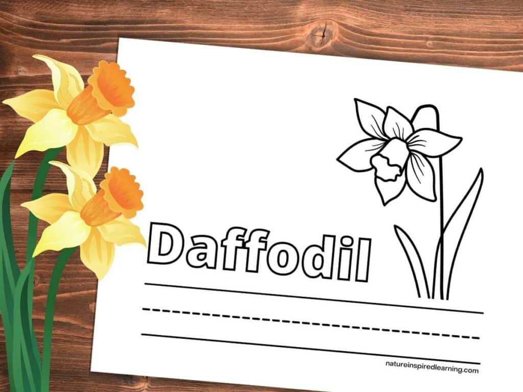 Realistic daffodil coloring pages