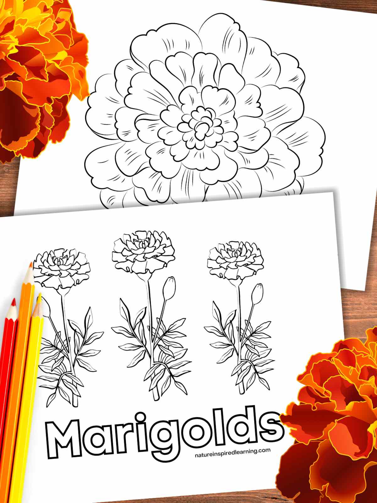 Marigold coloring pages