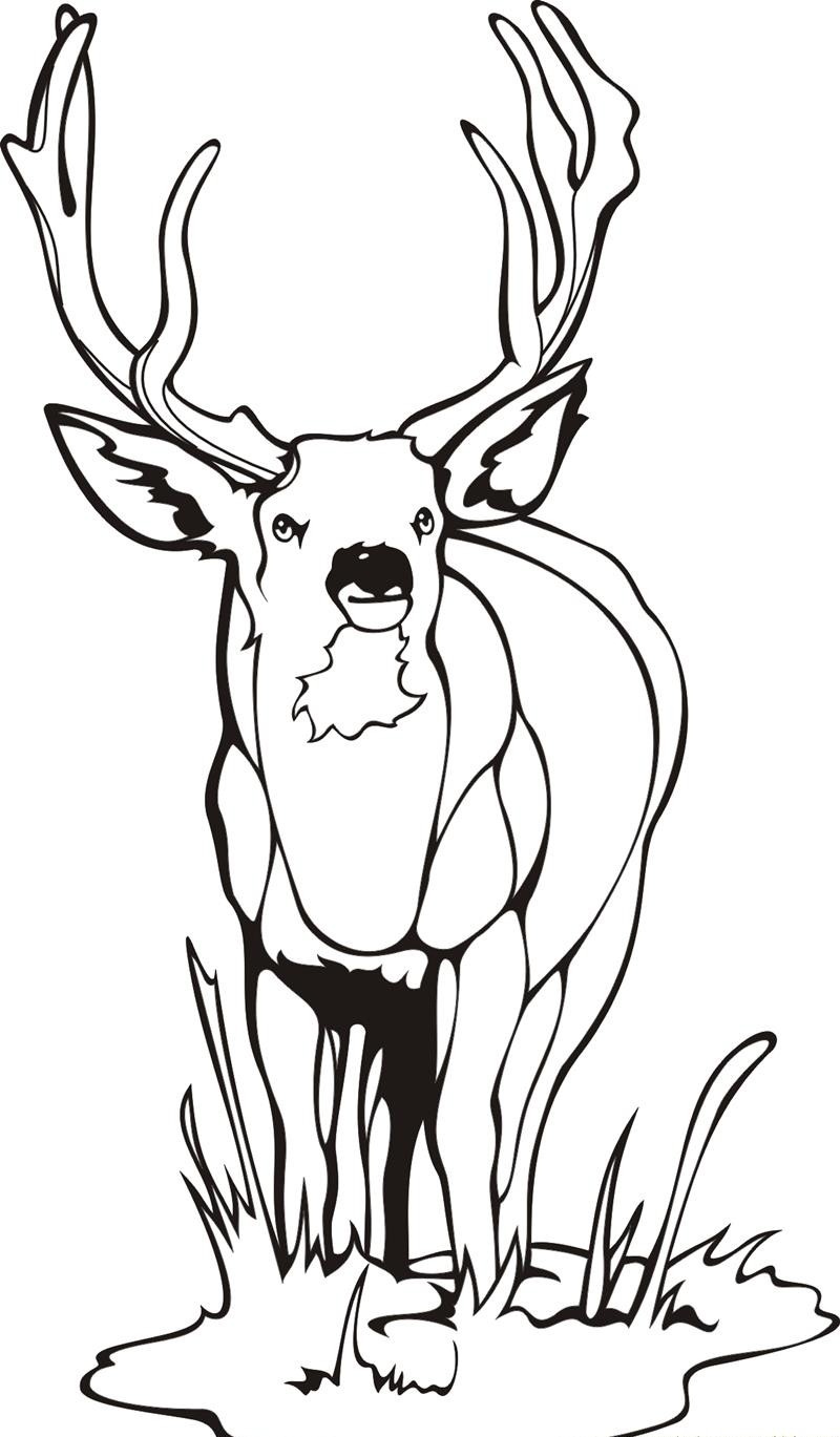 Coloring pages printable deer coloring pages