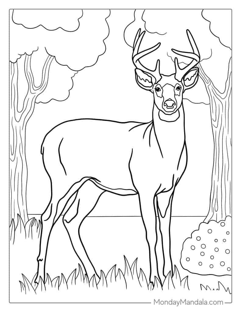 Deer coloring pages free pdf printables