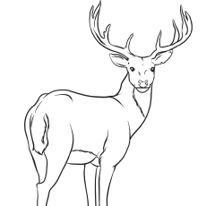 Top deer coloring pages for your little ones
