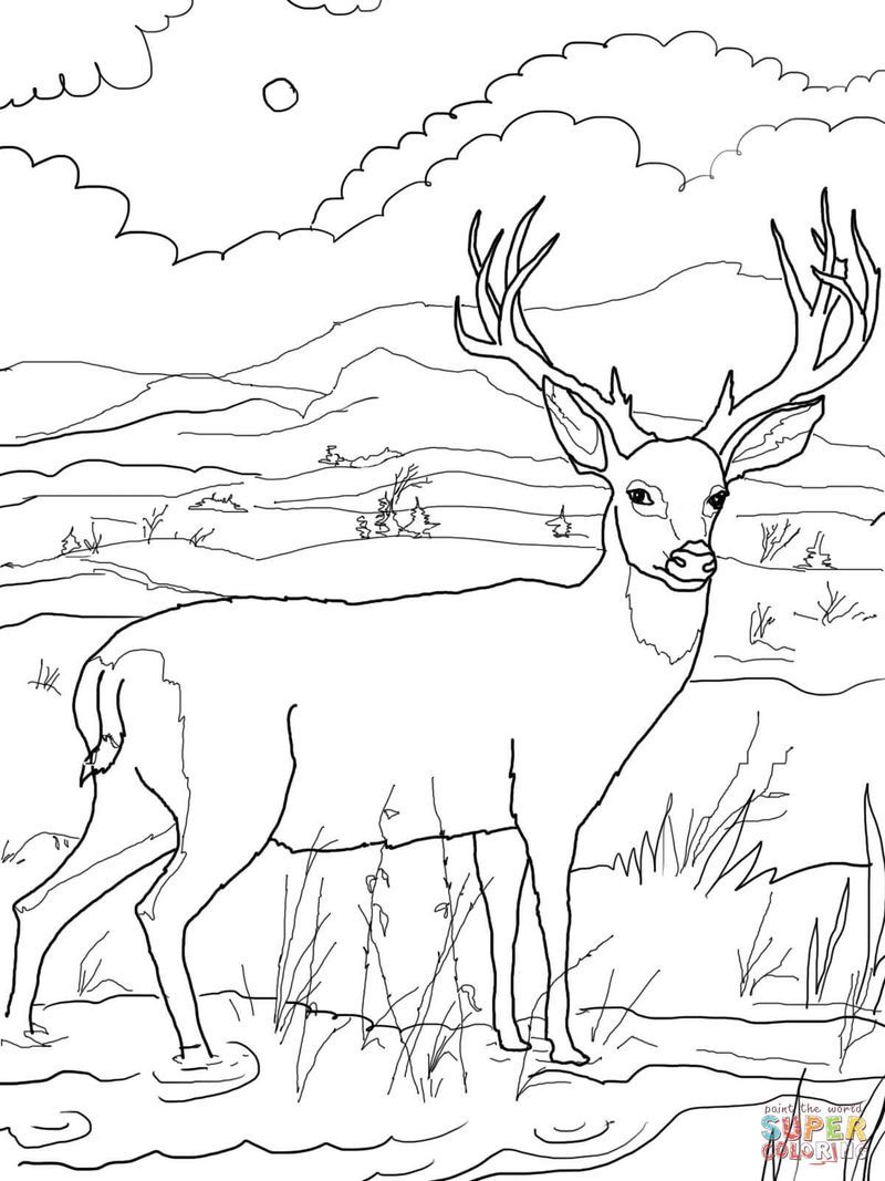 Printable deer coloring pages pdf download