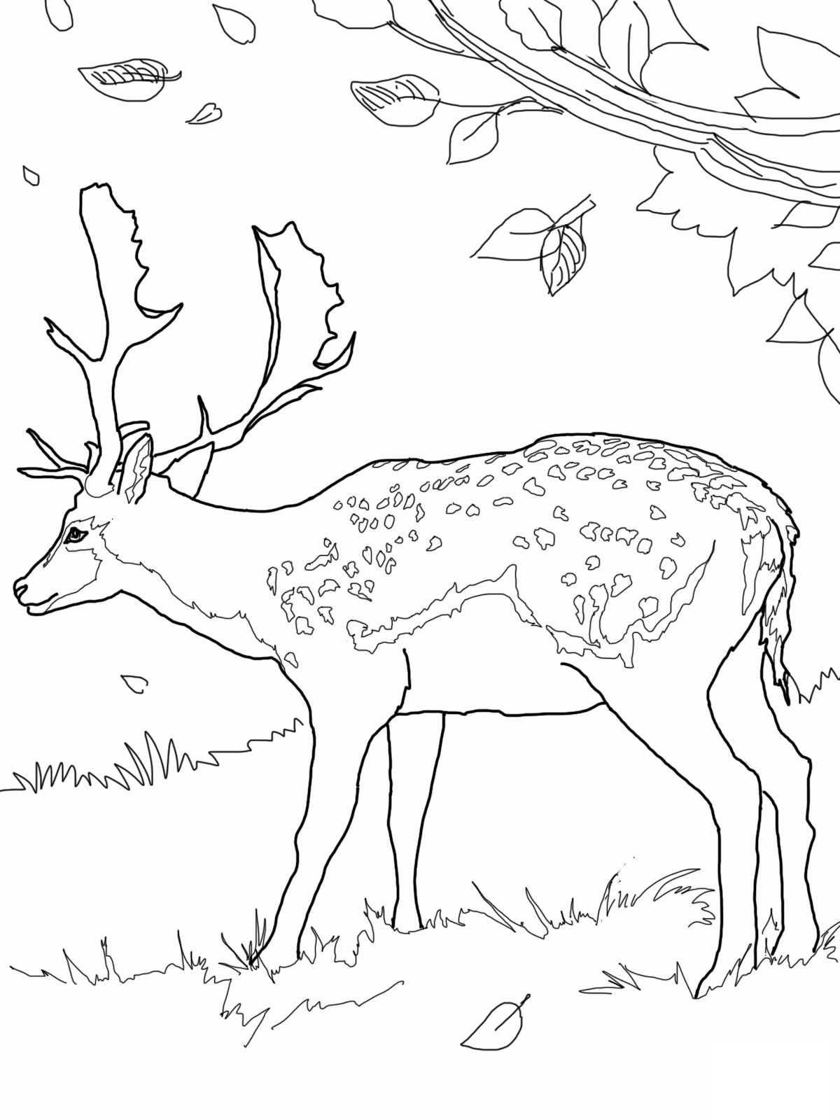 Free printable deer coloring pages for kids