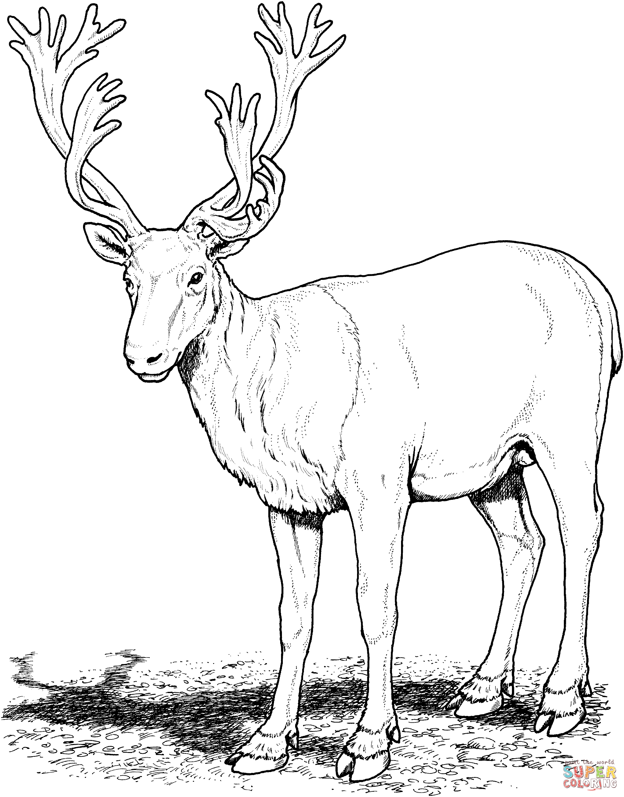 Caribou deer coloring page free printable coloring pages