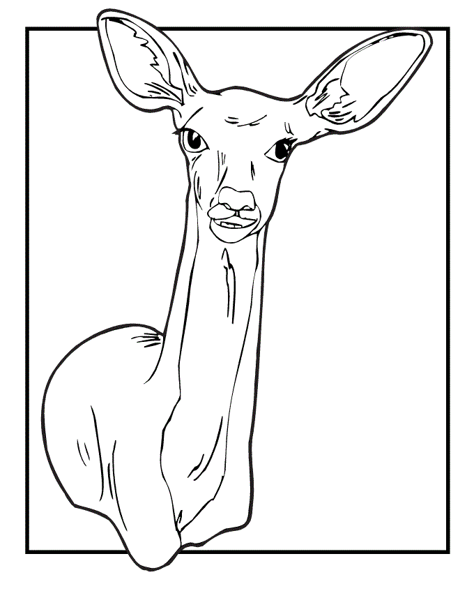 Free printable deer coloring pages for kids