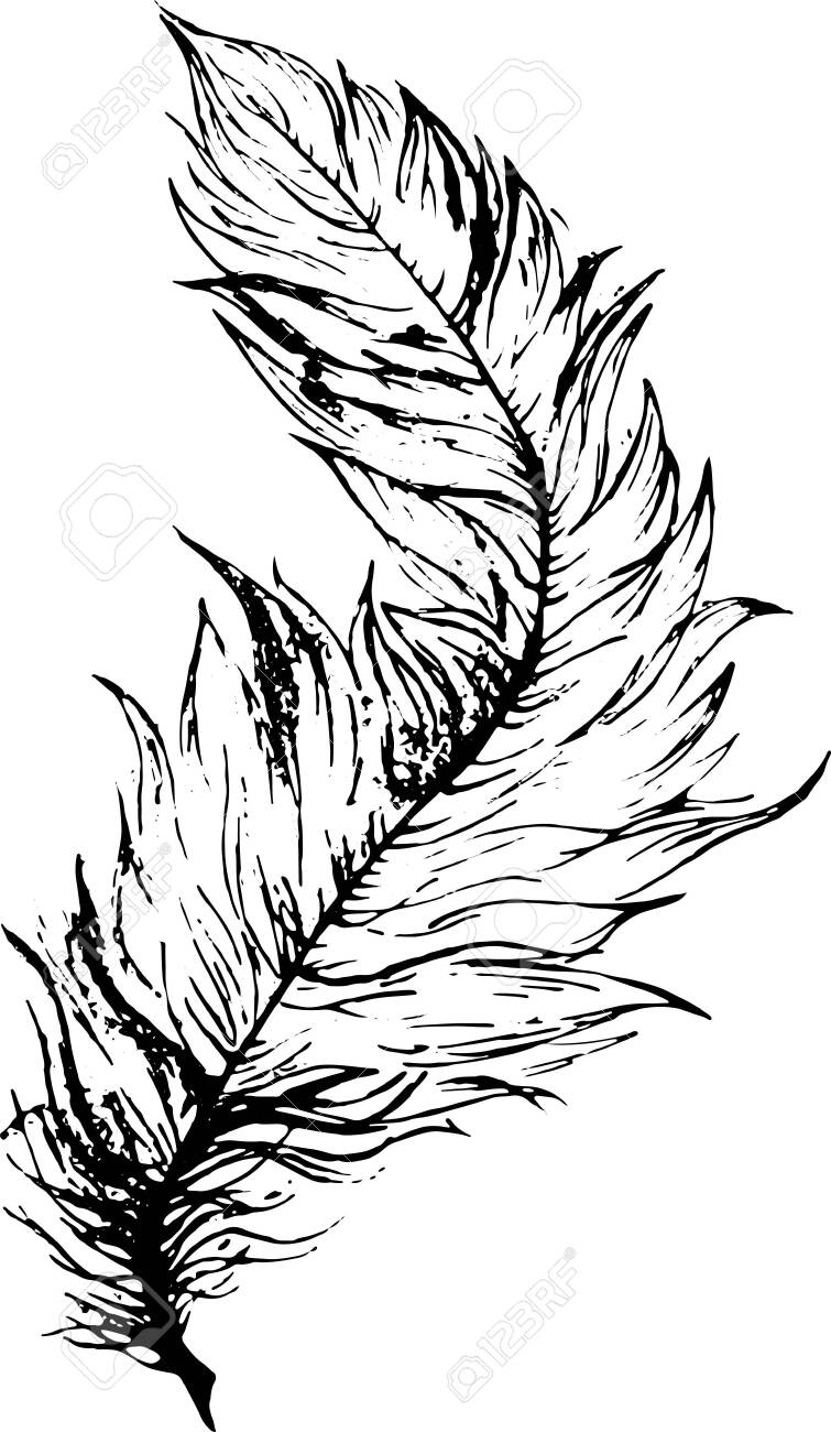 Realistic bird feather template vector illustration in black and white for games background pattern decor coloring paper page book print for fabrics and other surfaces royalty free svg cliparts vectors and stock