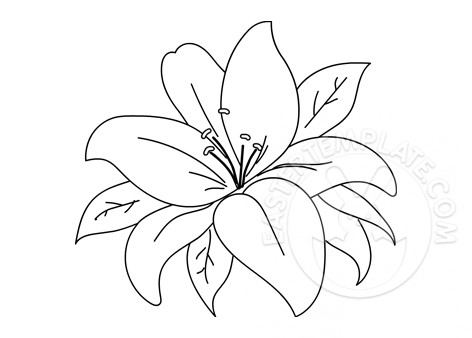 Lily flowers and leaves coloring page