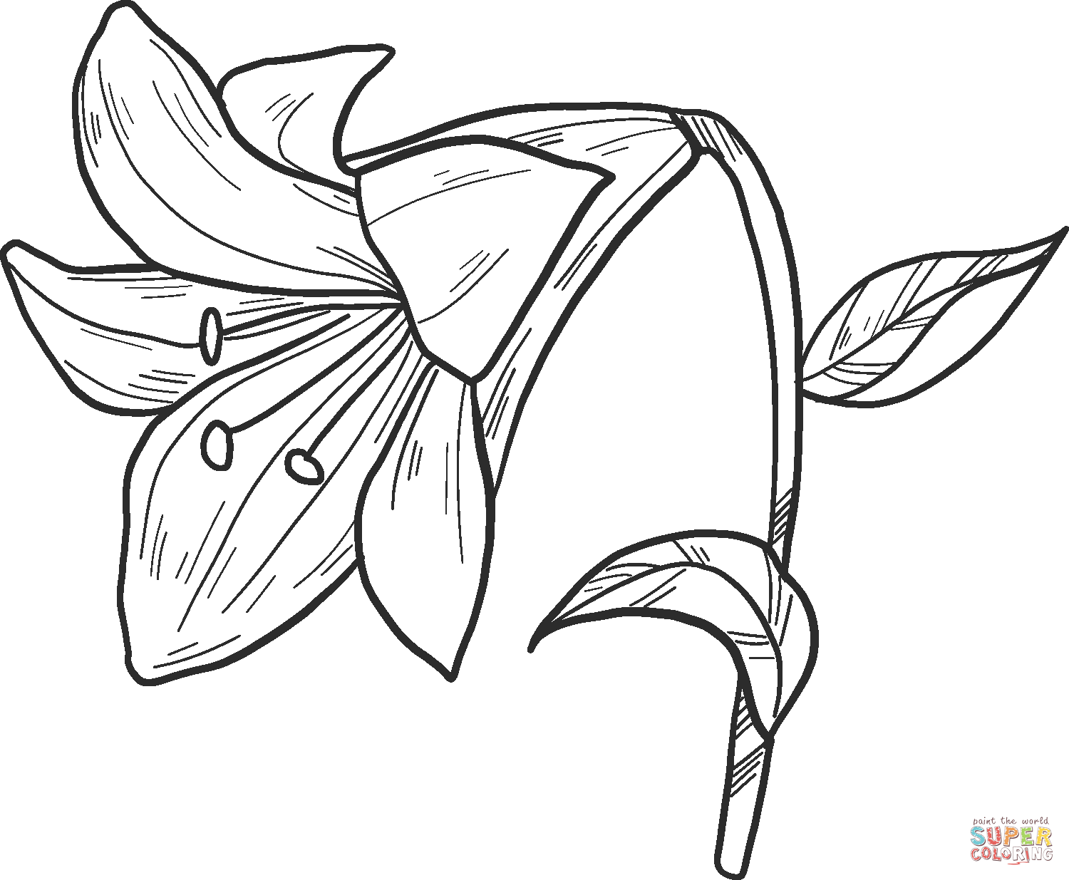 Lily coloring page free printable coloring pages