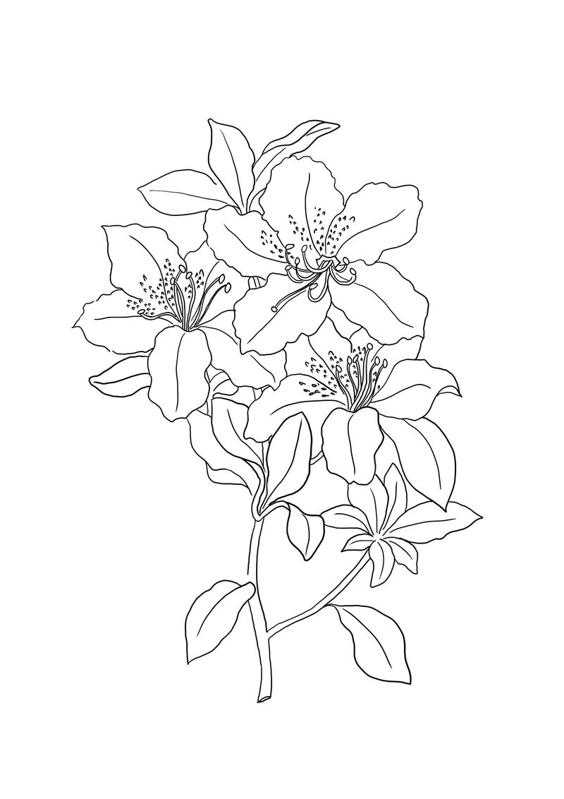 Lily coloring pages