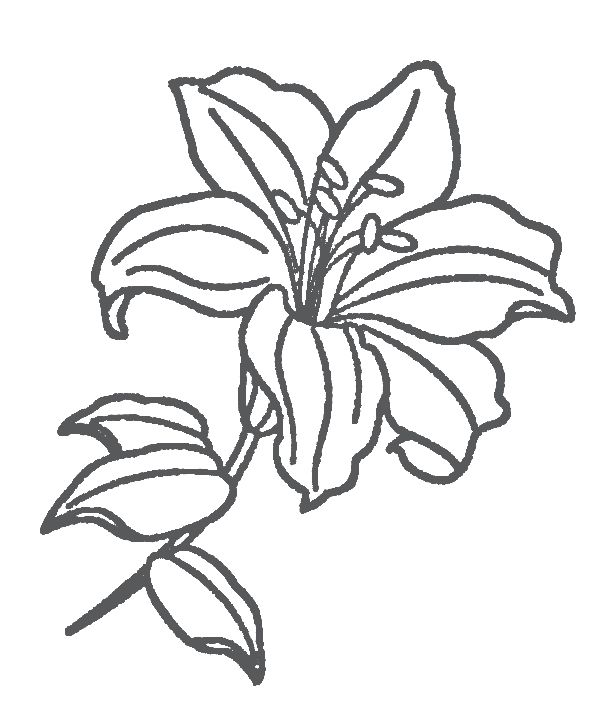 Lily flower coloring pages pdf to print