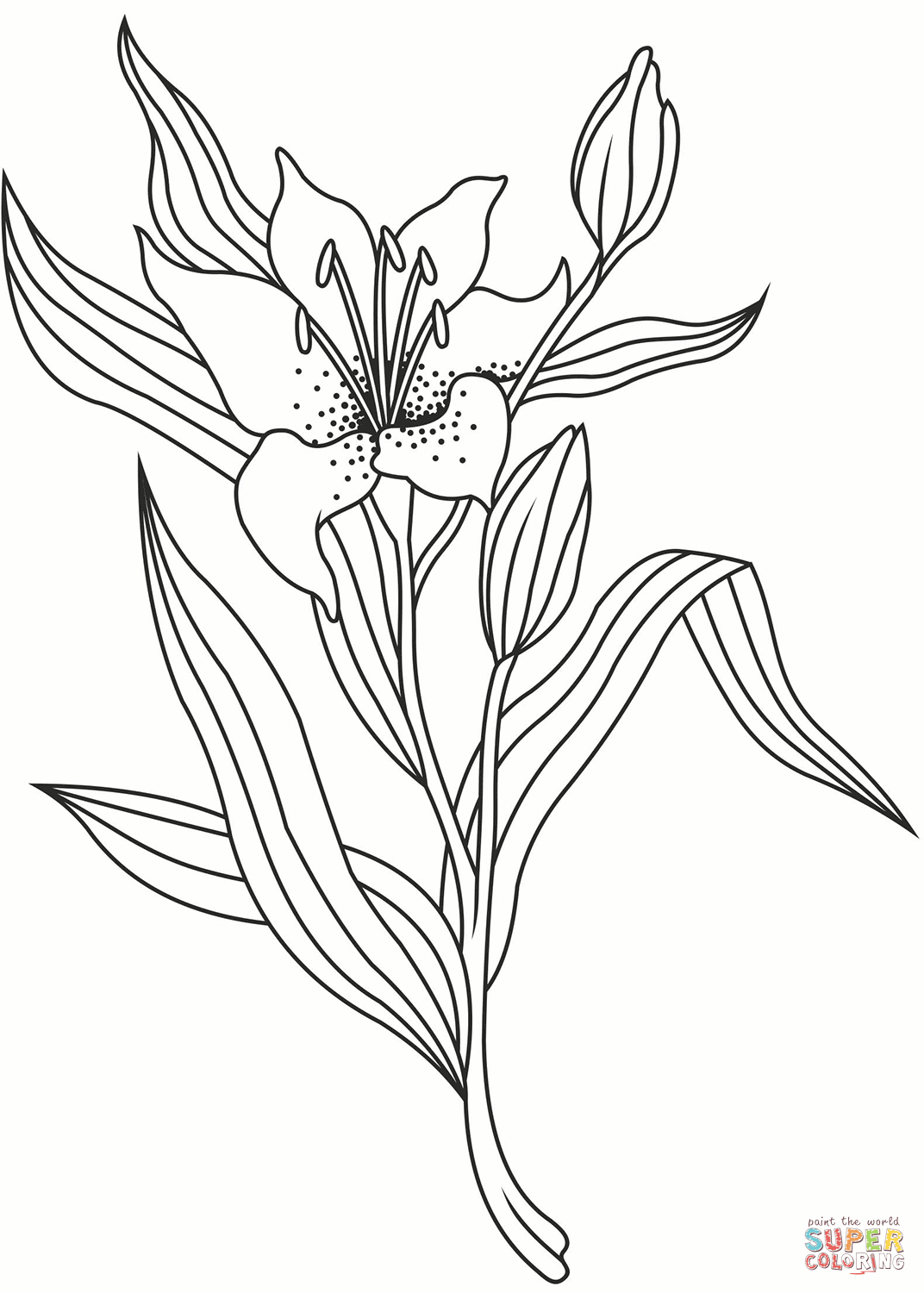 Lily coloring page free printable coloring pages