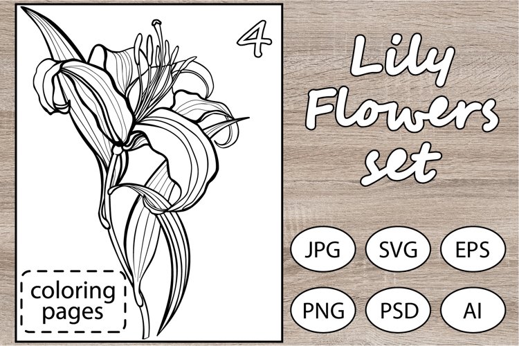 Lily flowers set