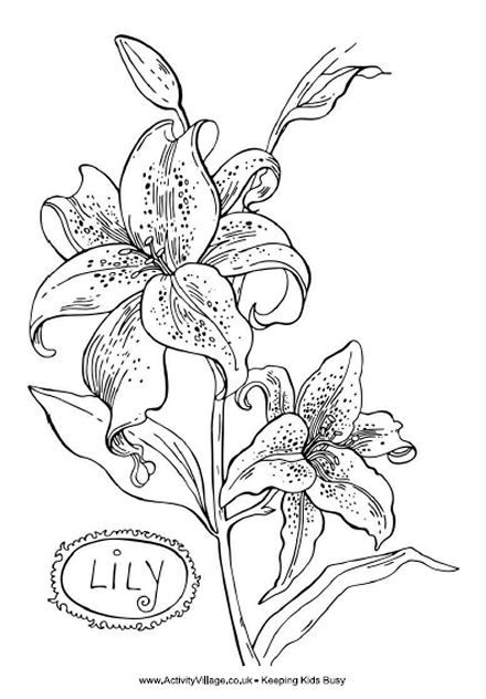 Lily louring page flower loring pages lilies drawing loring pages