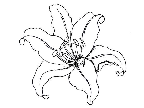 Lily flower coloring pages pdf to print