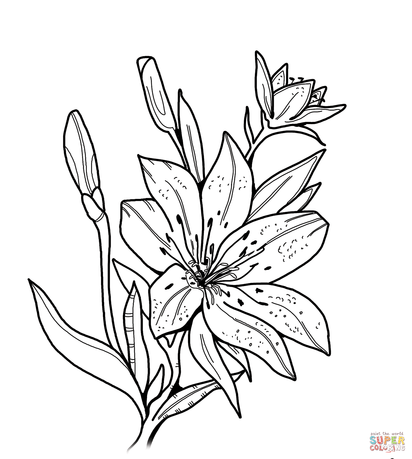 Lily coloring page free printable coloring pages free printable coloring pages coloring pages printable coloring pages