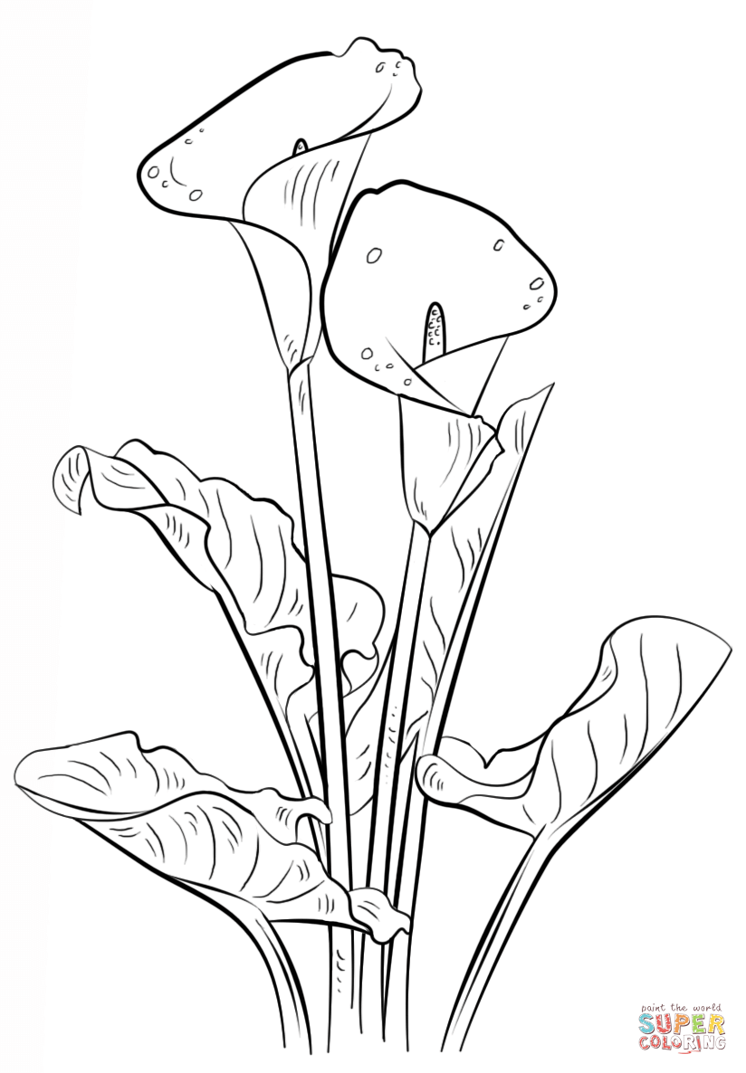 Calla lily coloring page free printable coloring pages