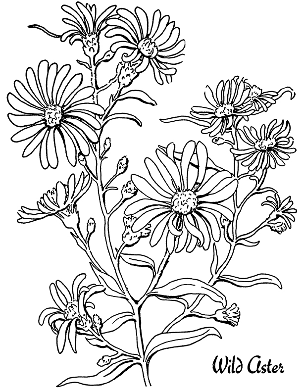 Flower coloring pages for adults