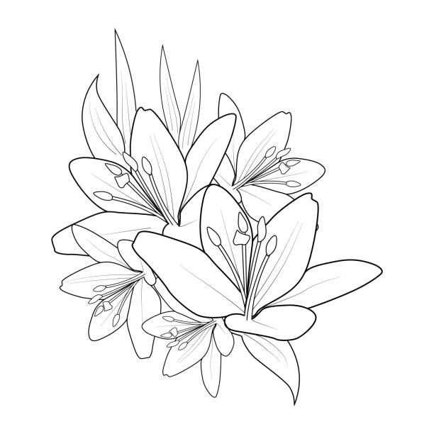 White lily stock illustrations royalty