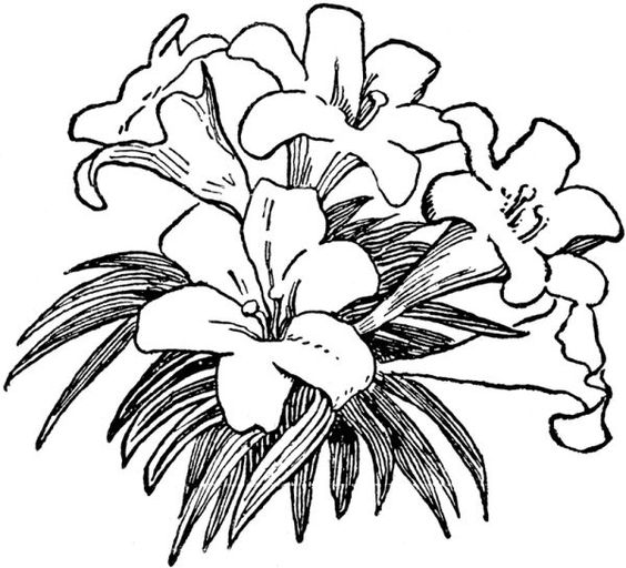 Lily flower coloring pages pdf to print