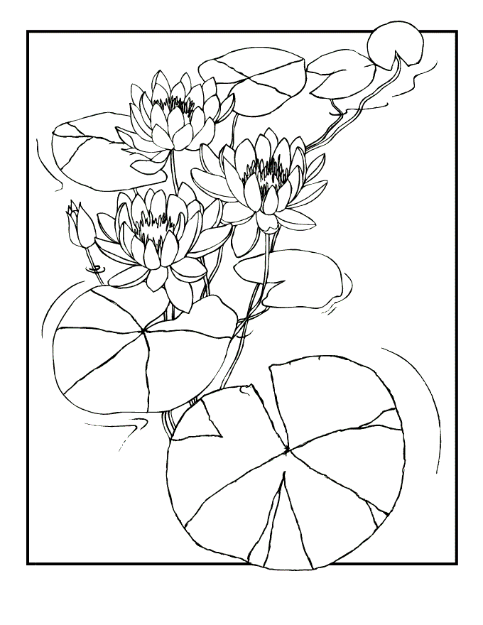 Lily coloring pages