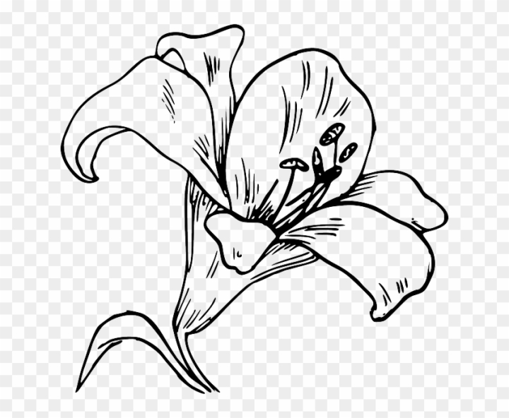 Free flower bloom plant lily nature calla tattoo