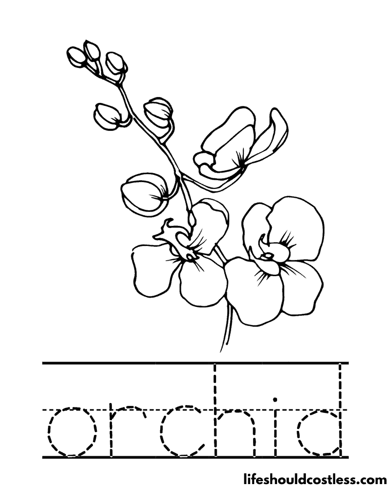 Orchid coloring pages free printable pdf templates