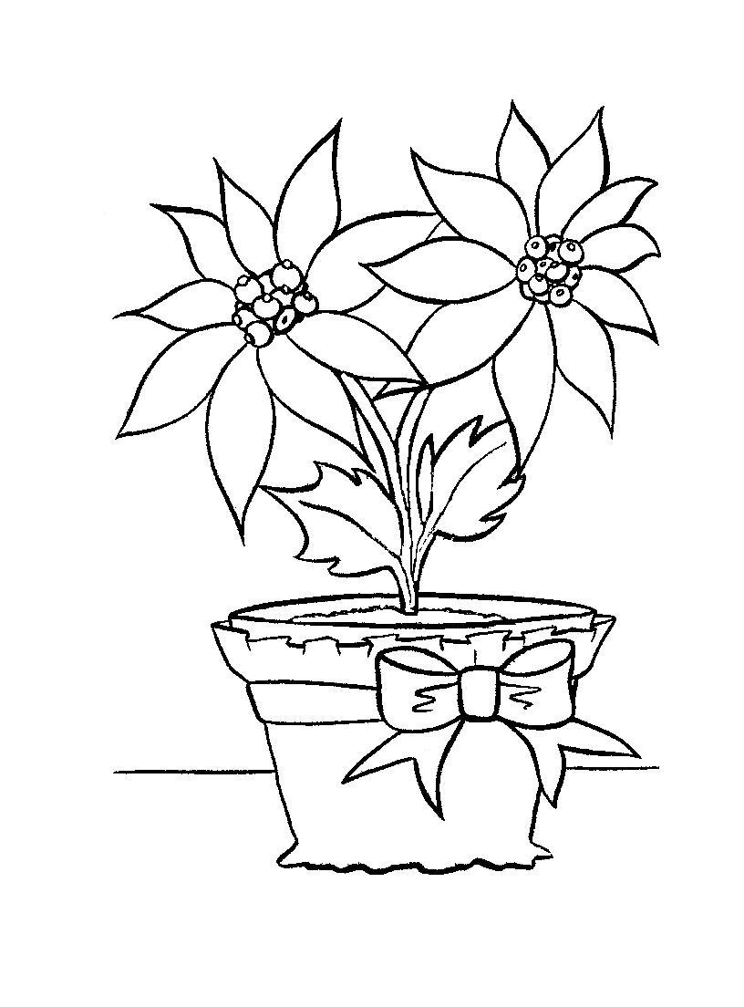 Free printable poinsettia coloring pages for kids