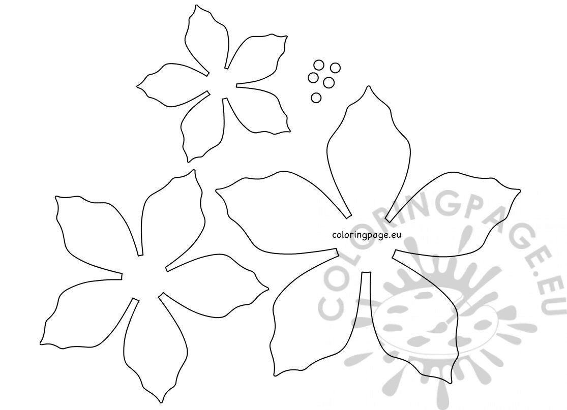 Poinsettia christmas flower template coloring page