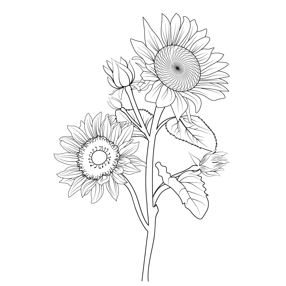 Botanical vintage sunflower line art sunflower vector illustration a branch of sunflower hand drawing sunflower vintage