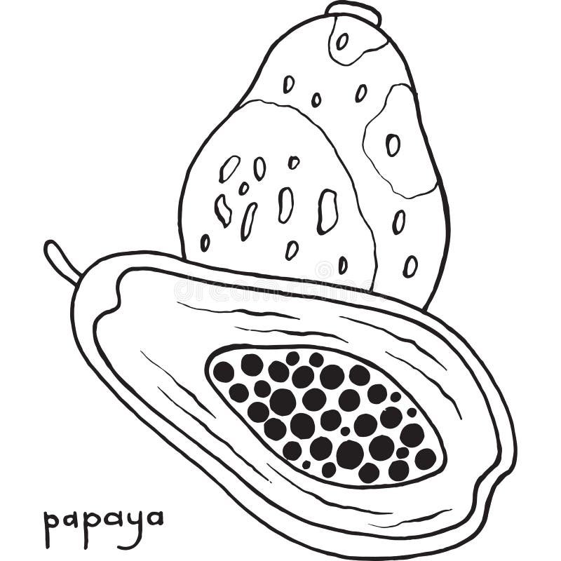 Papaya coloring page graphic vector black and white art for col stock vector