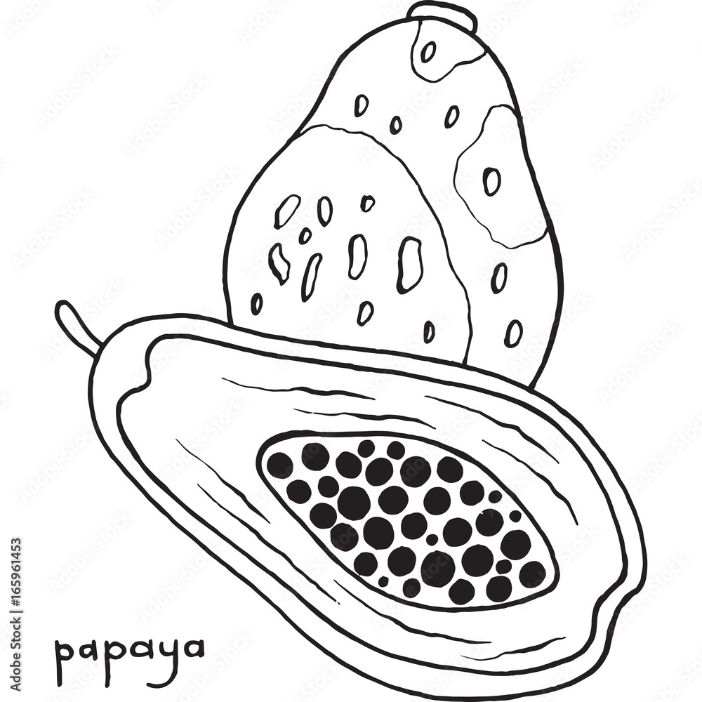 Papaya coloring page graphic vector black and white art for coloring books for adults tropical and exotic fruit line illustration vector