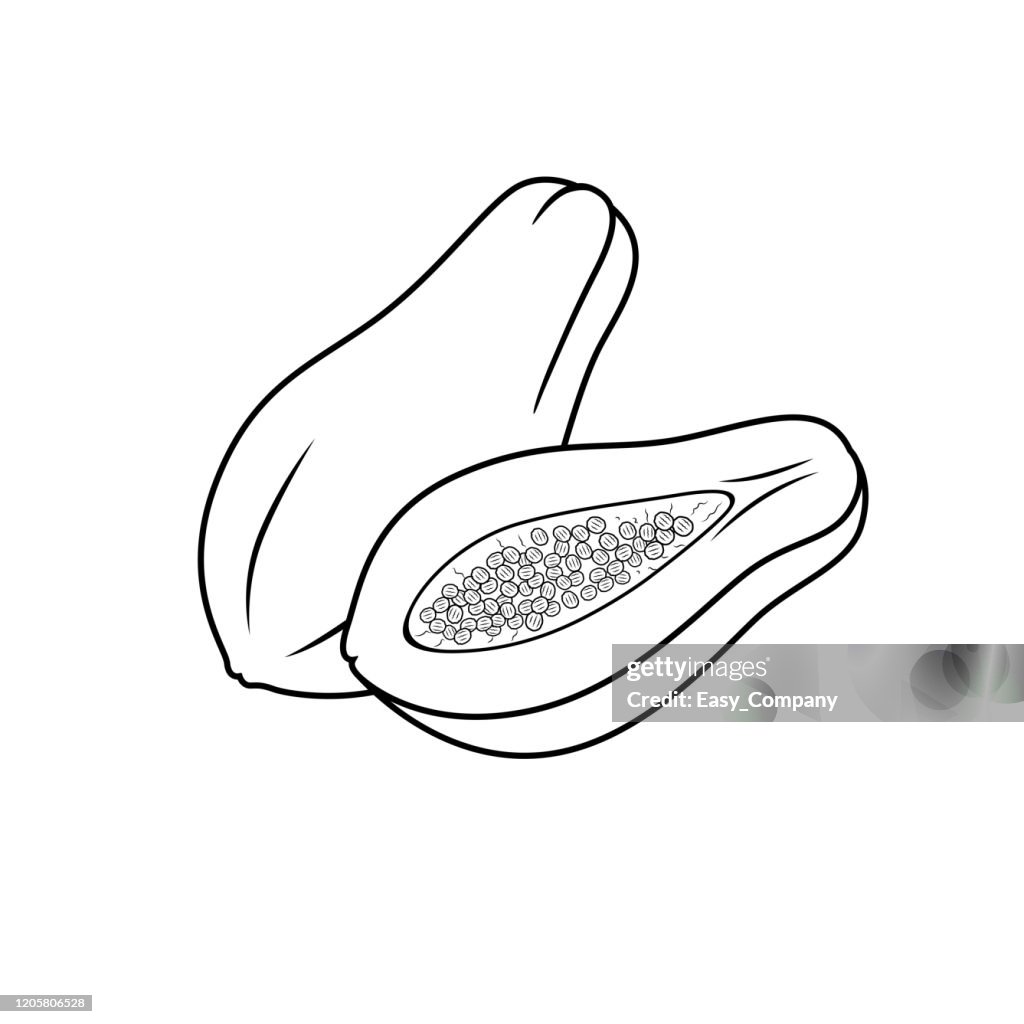 Vector illustration of papaya isolated on white background for kids coloring book high