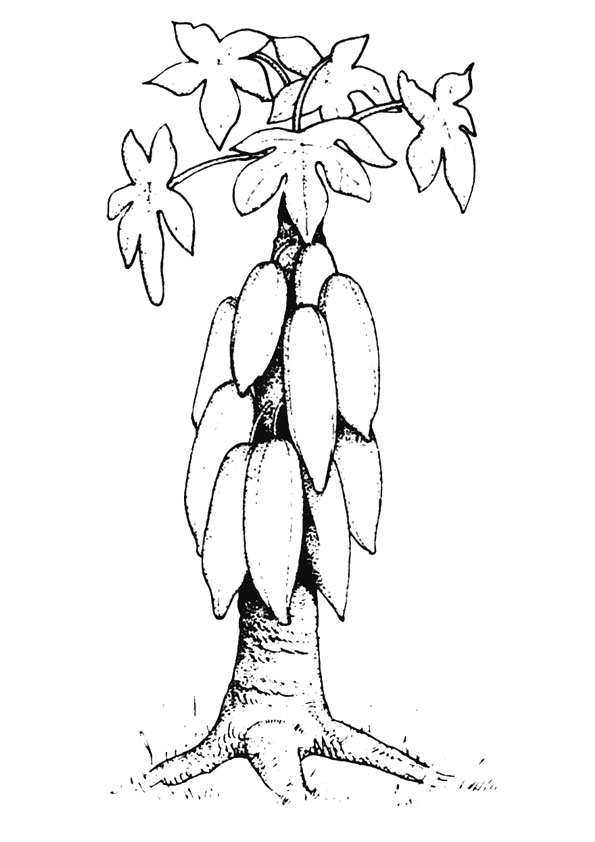 Coloring pages papaya plant coloring page for kids