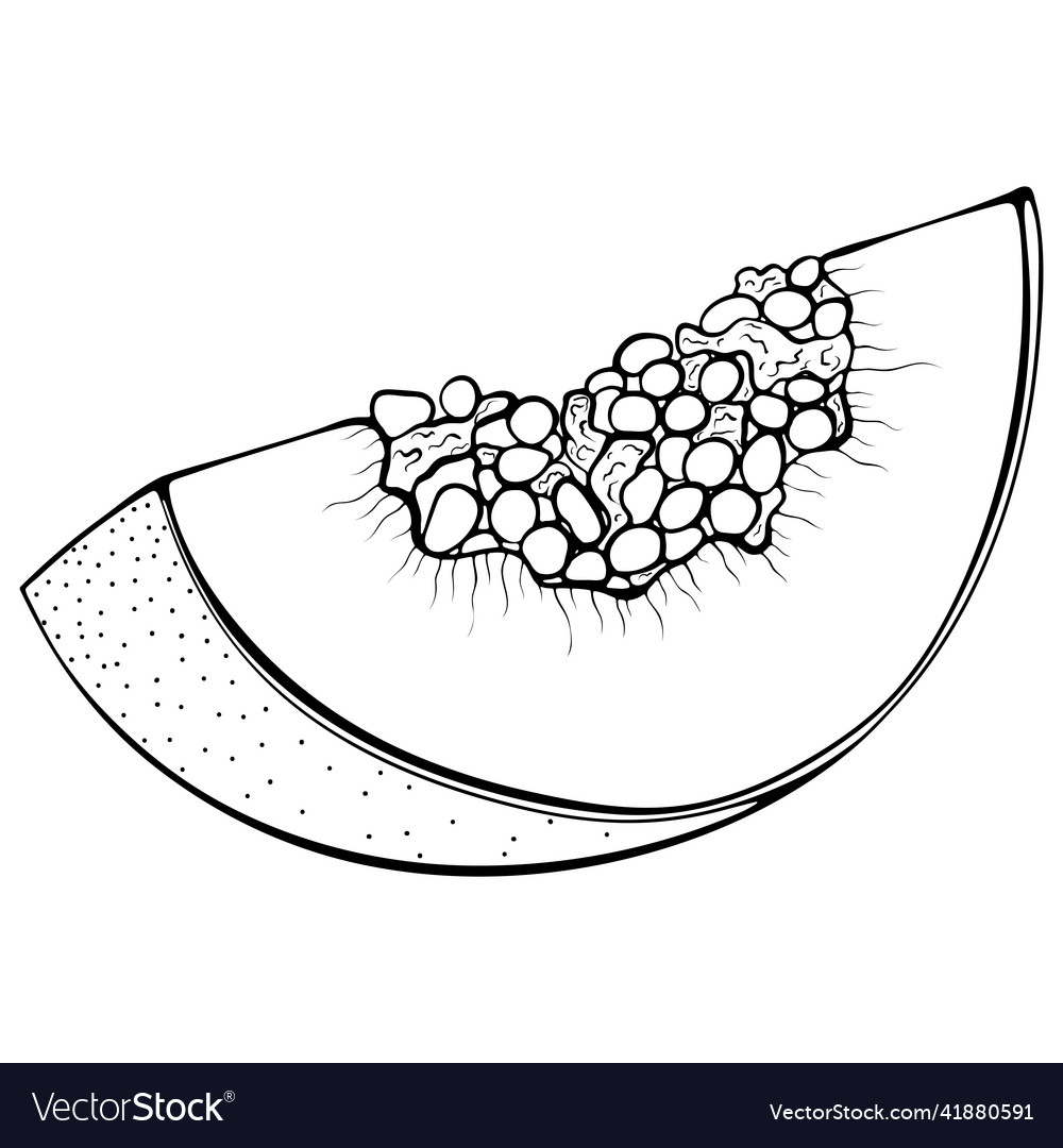 Sliced papaya line art royalty free vector image