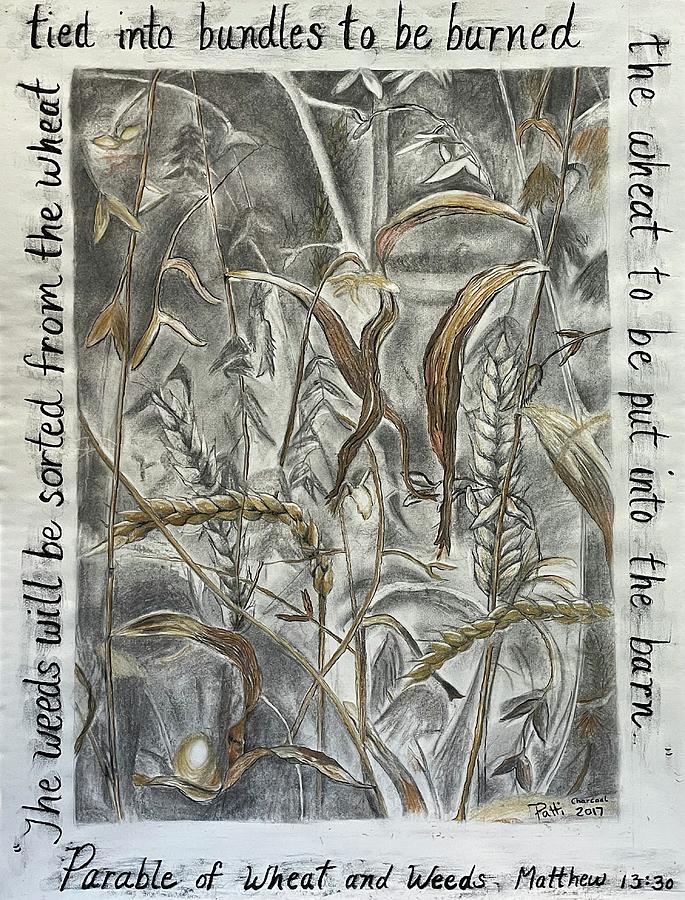 Parable of the wheat and weeds drawing by patti hardy