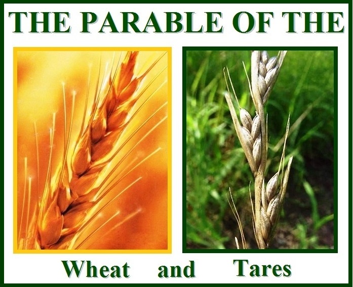 Parable of the wheat and the tares â matthew walking with yeshua jesus