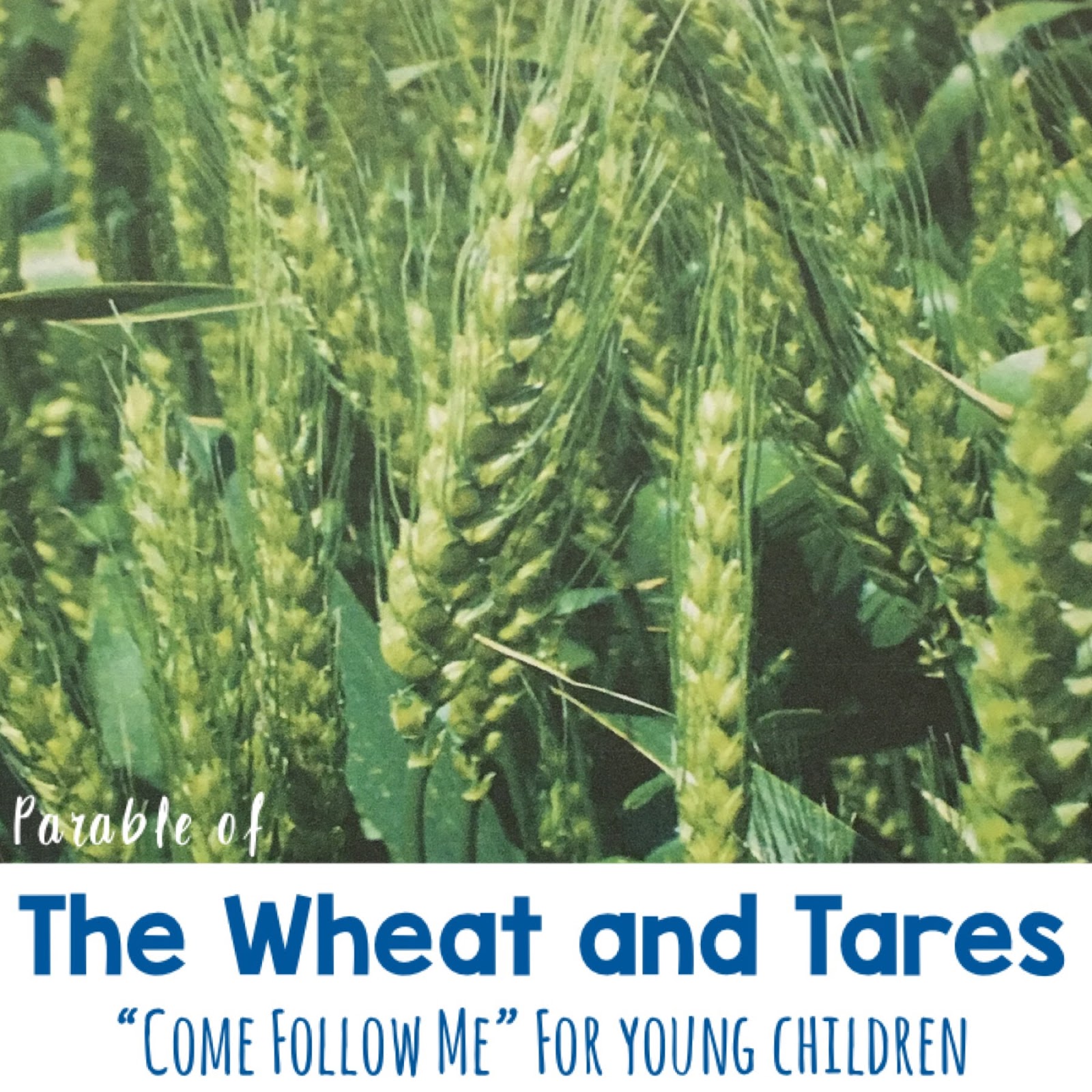 Week parable of the wheat tares