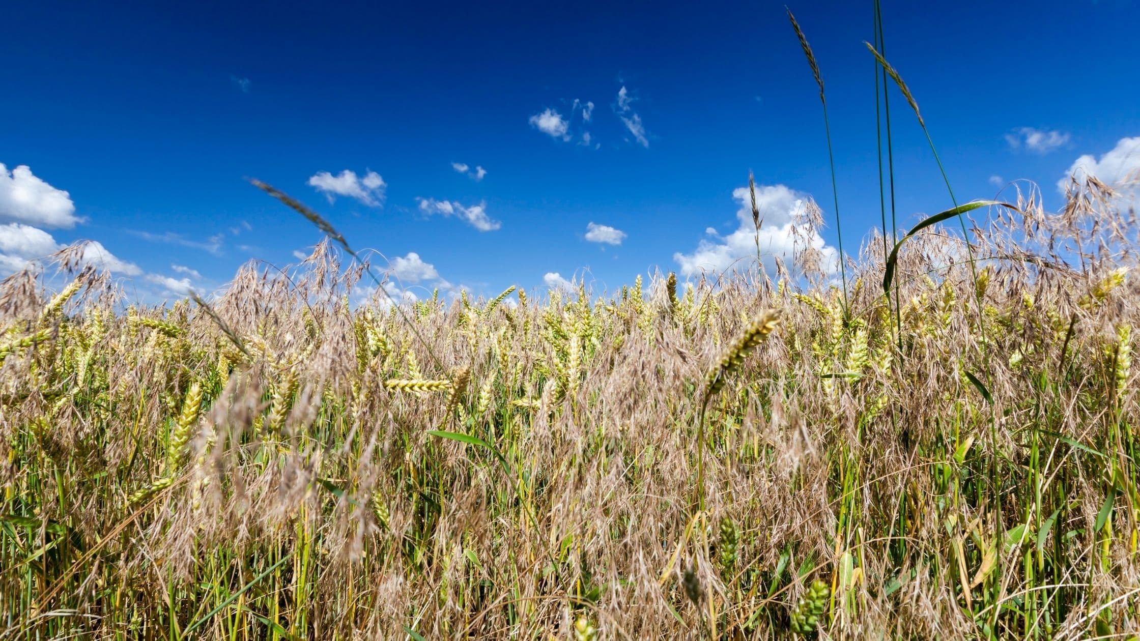 The parable of the weeds among the wheat