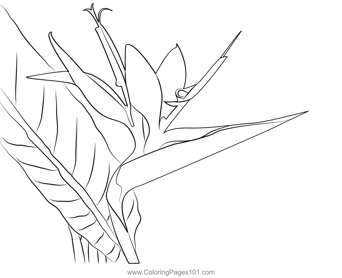 Bird paradise flower coloring page flower coloring pages coloring pages printable coloring pages