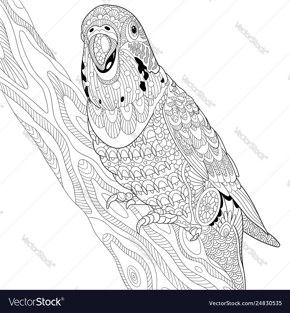 Budgie parrot adult coloring page royalty free vector image