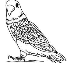 Parakeet coloring pages