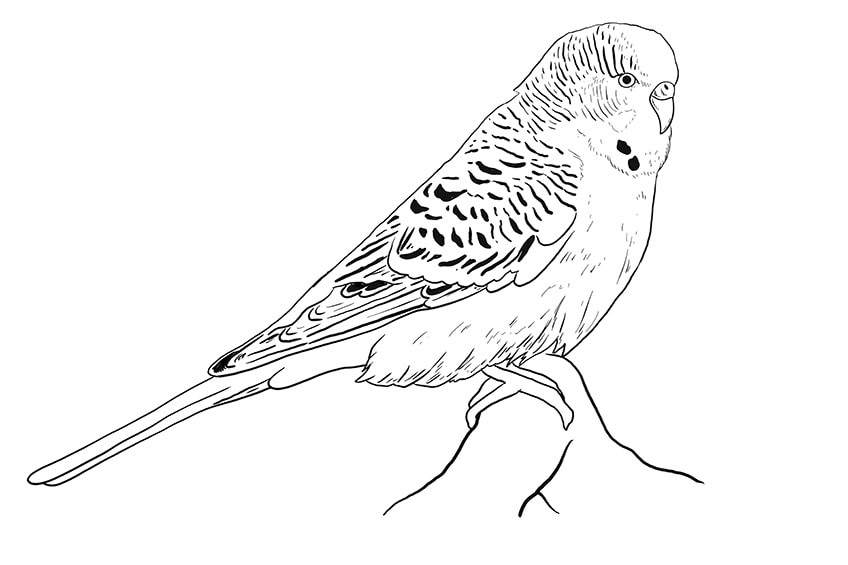 How to draw a budgie