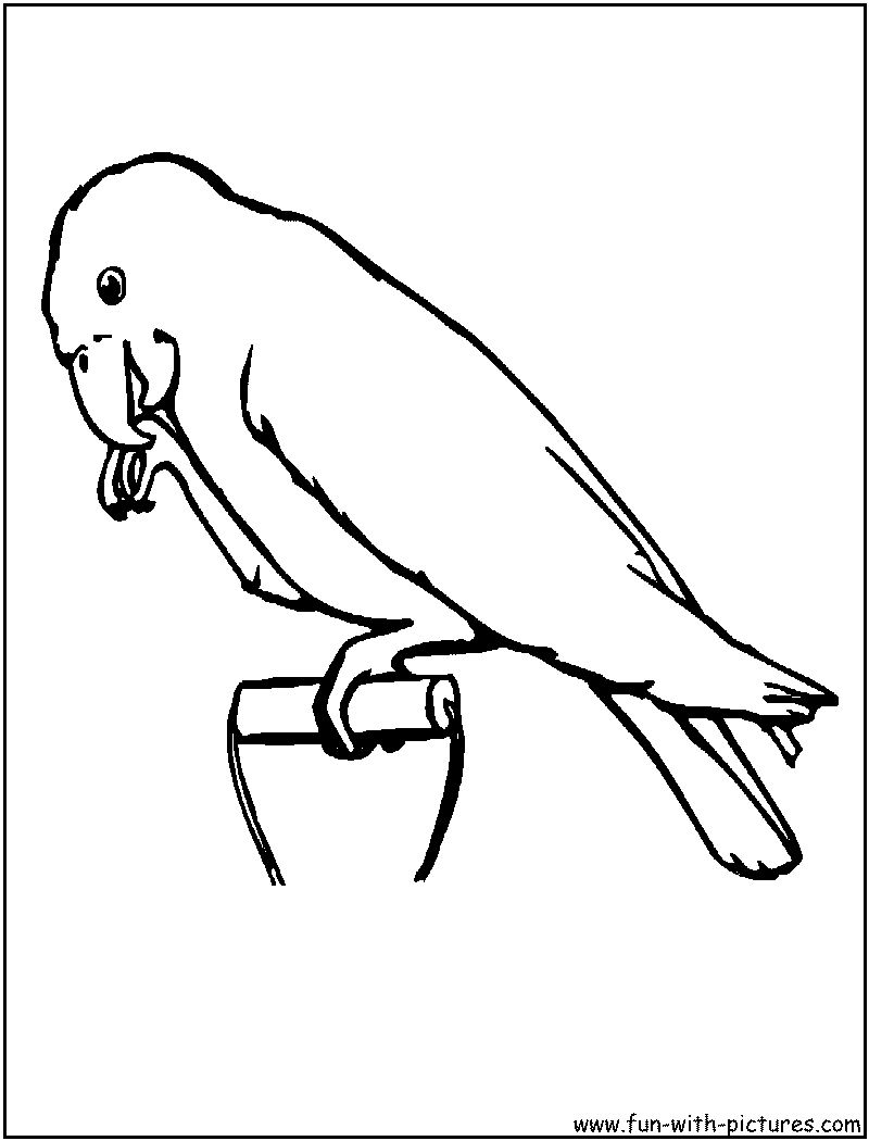 Parrots coloring pages