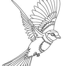 Parakeet coloring pages