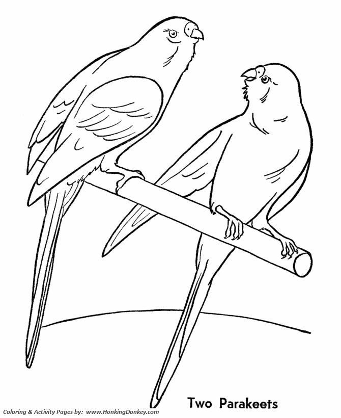 Pet bird coloring pages two pet parakeet birds coloring pages and activity sheets for pre