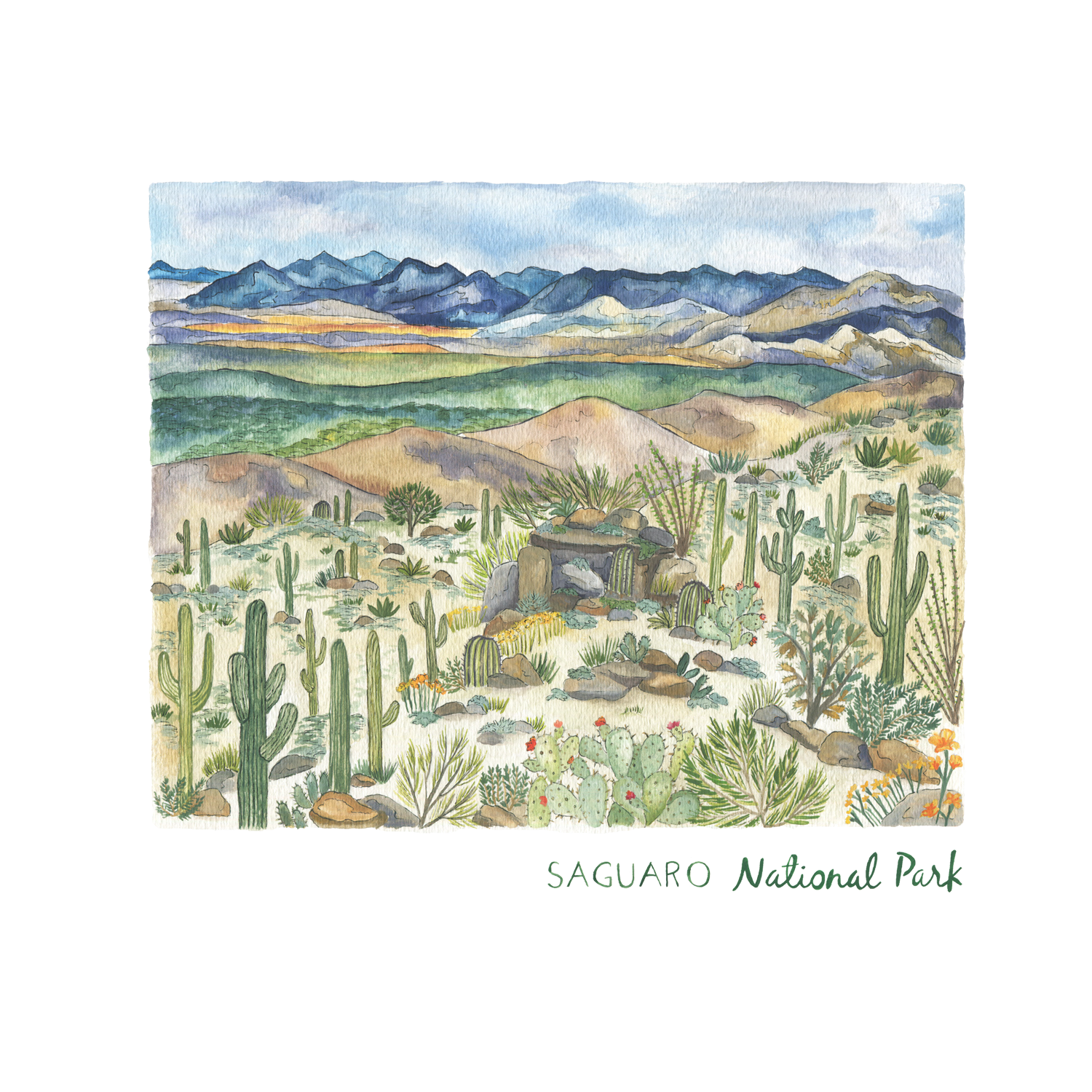 Saguaro national park â erin vaughan illustration